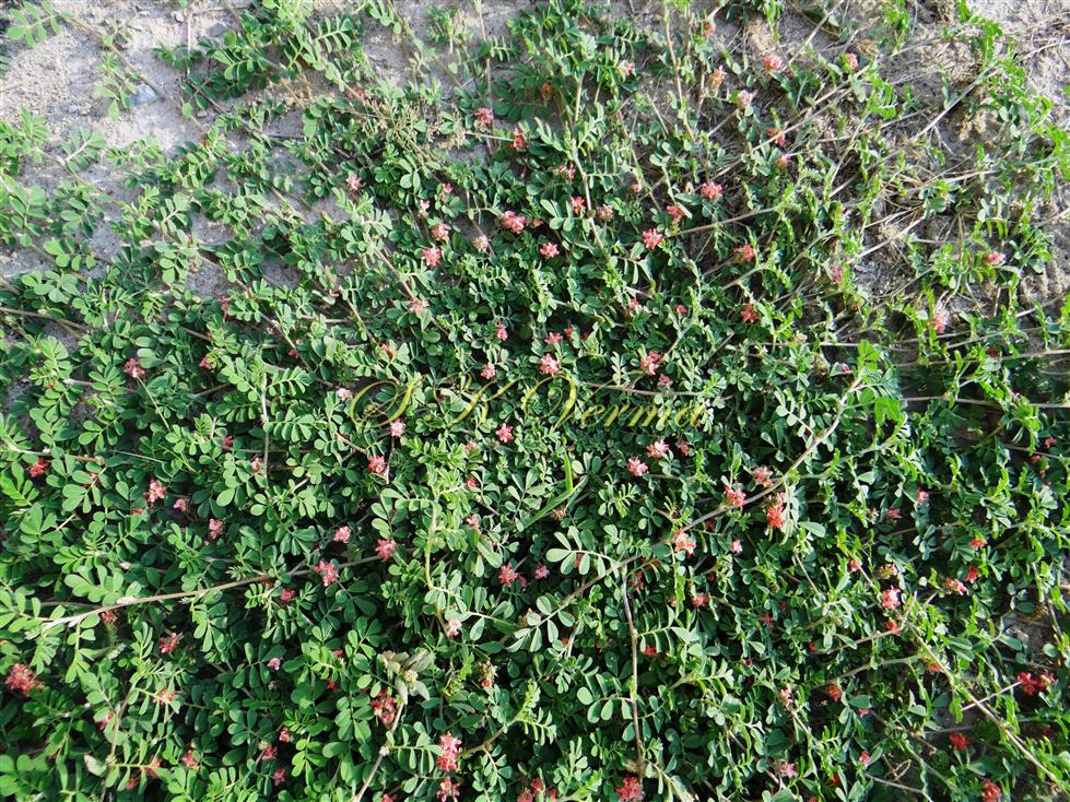  Plants